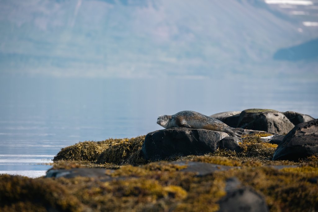 Northern Westfjords Image 26