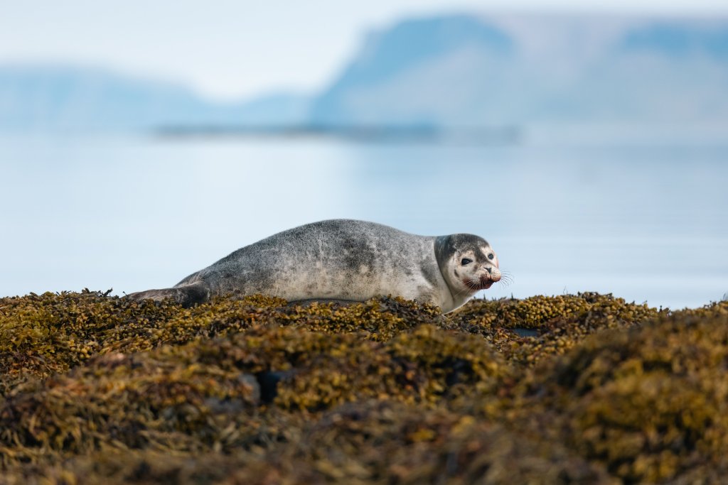 Northern Westfjords Image 27