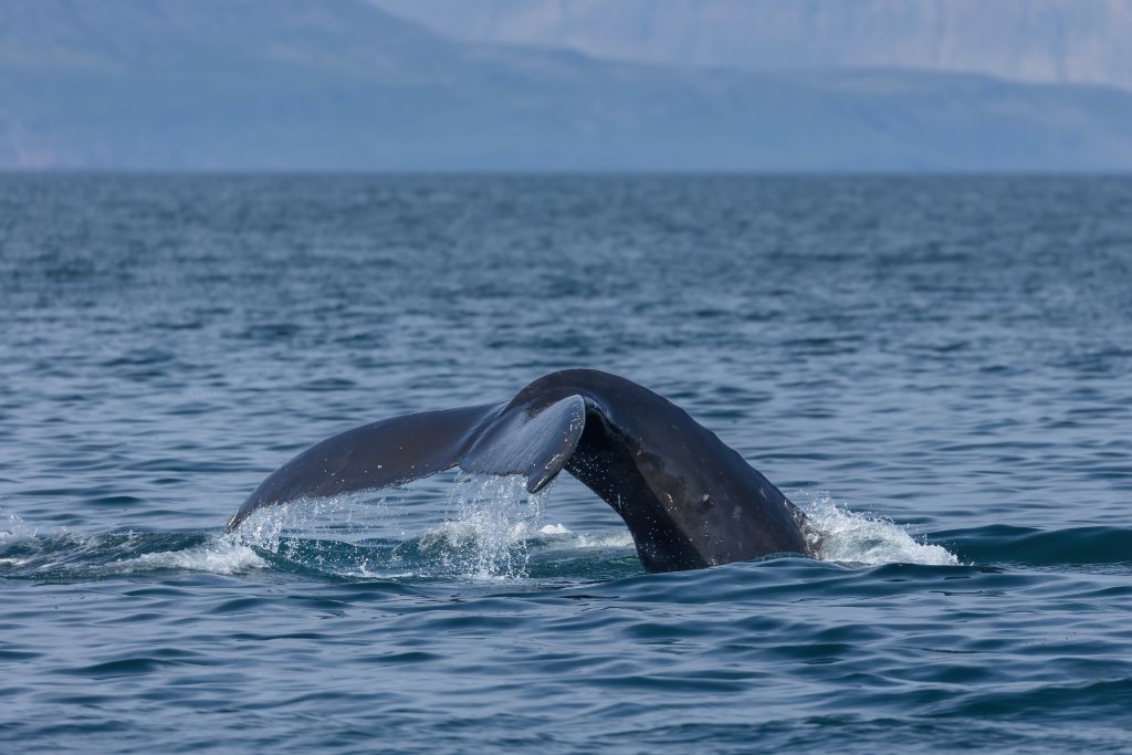 Northern Westfjords Image 21