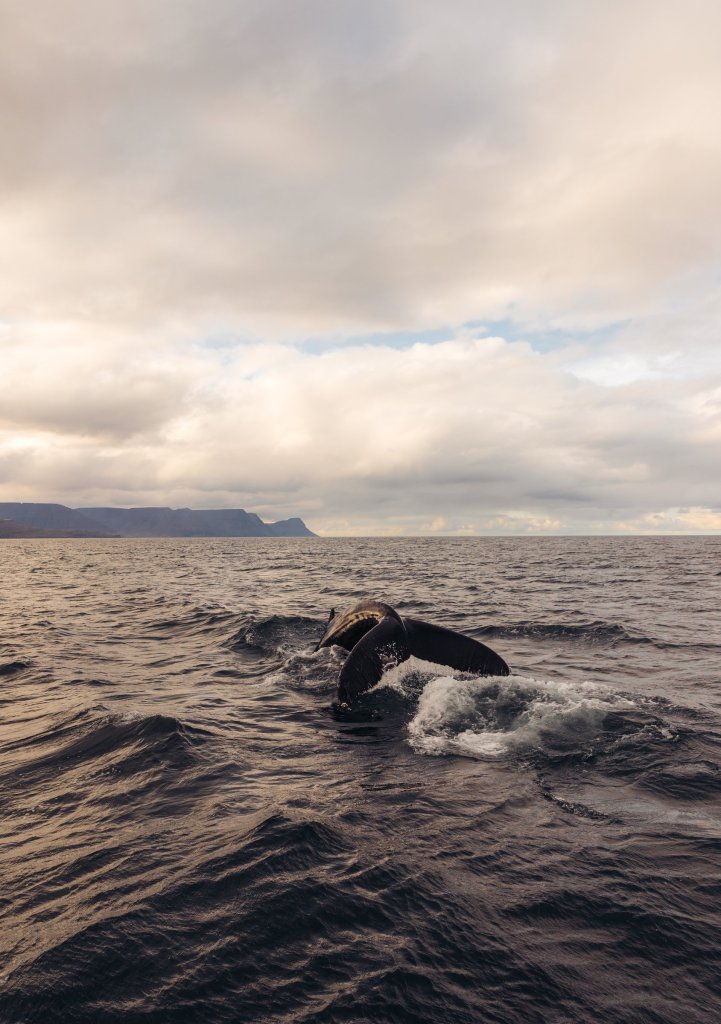 Northern Westfjords Image 17