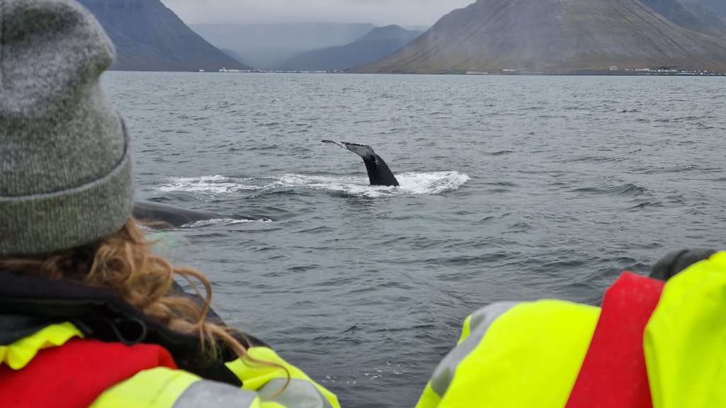 Northern Westfjords Image 6