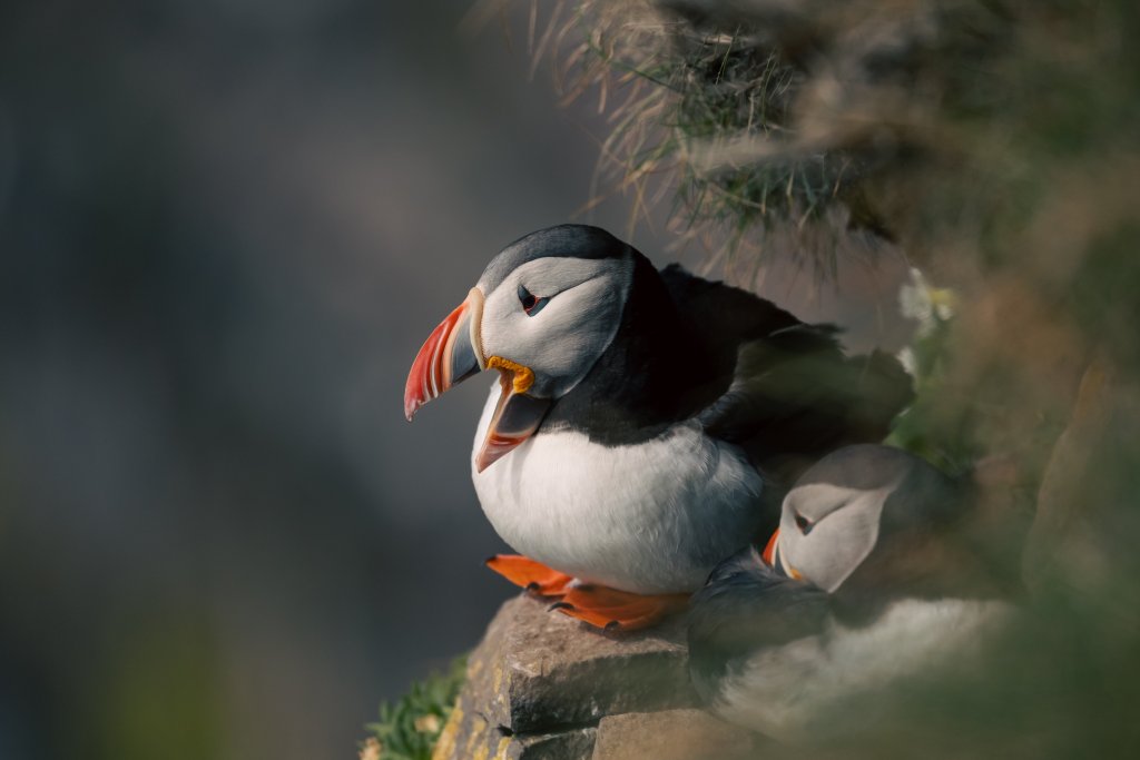 Southern Westfjords Image 10