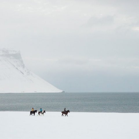 Horseback riding in Dýrafjörður in wintertime