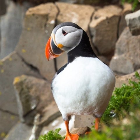 The puffin in Látrabjarg, the biggest birdcliff in Iceland