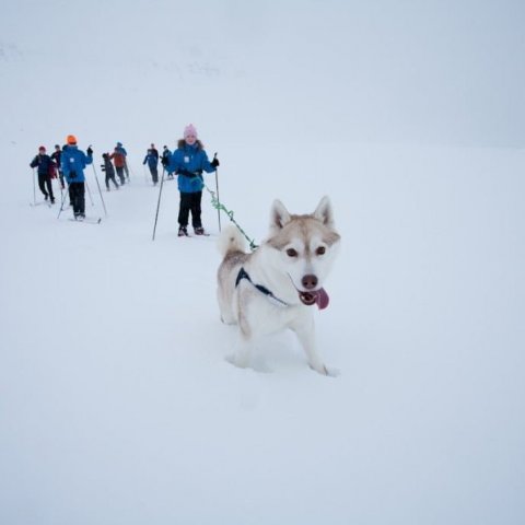 Dog-sledding 